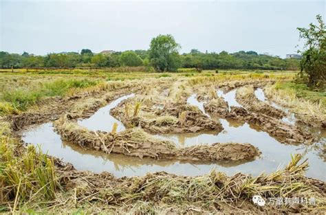 青土 白土|世界土壤日｜“绿色宝地”青土：中国大地上的“绿翡翠